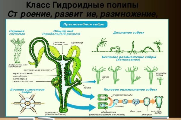 Kraken зеркало ссылка онлайн